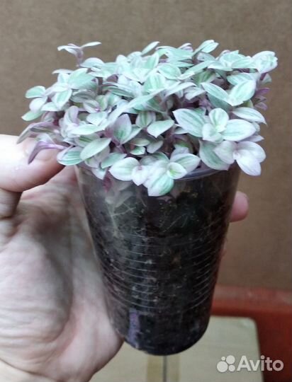 Каллизия; глоксиния; пеперомия; сансевиерия