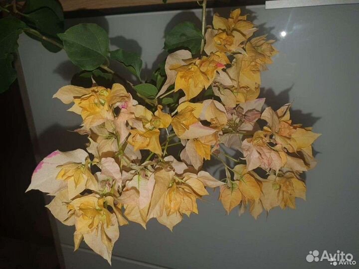 Бугенвиллии разные сорта