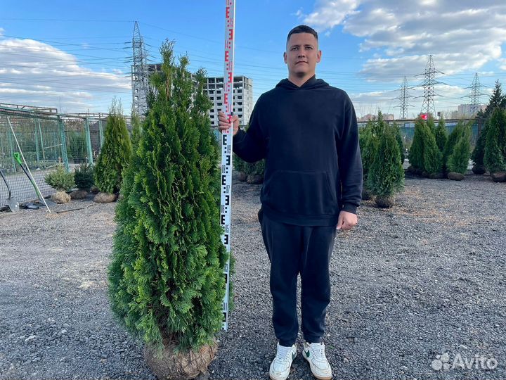 Туя смарагд 160-180 см