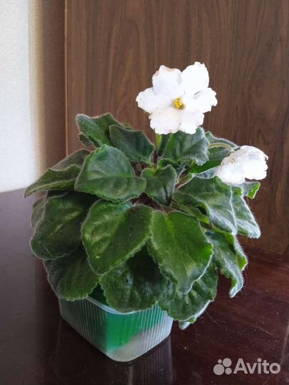 Стапелия, молочай