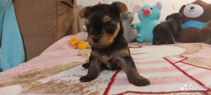 Йоркширский терьер