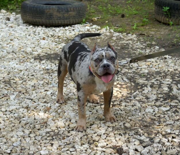 Американский булли покет