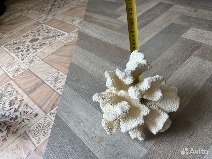 Морские кораллы