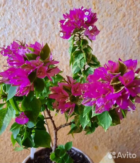 Бугенвилия Mini Tai variegata