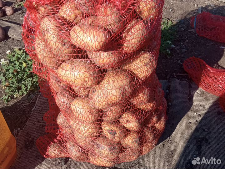 Продам картофель оптом