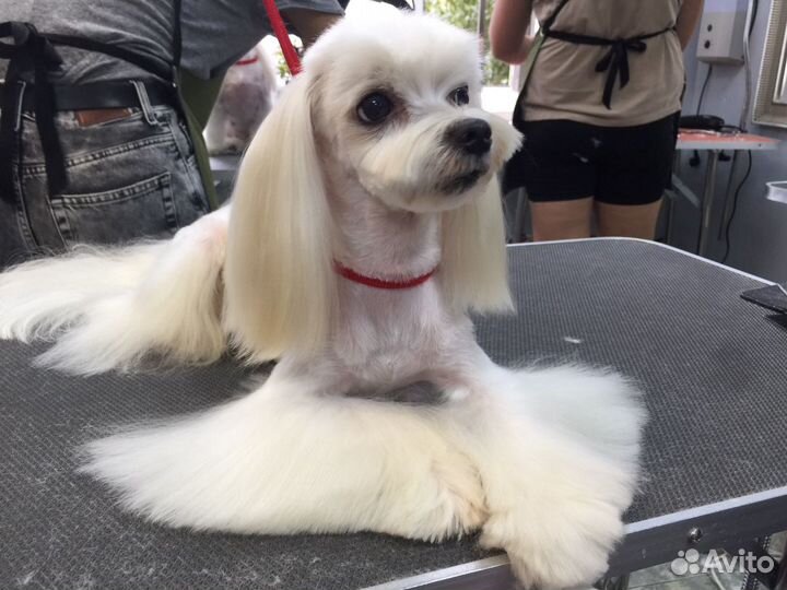 Грумер Стрижка собак и кошек