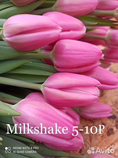 Луковицы тюльпанов