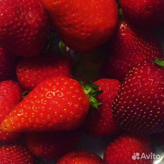 Саженцы клубники-перспективные сорта