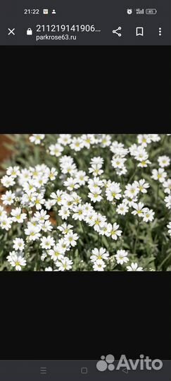 Седум, Ясколка