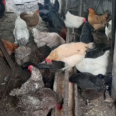 Куры несушки домашние