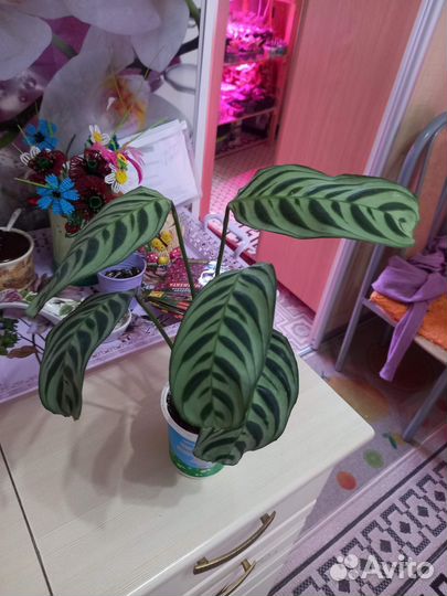 Комнатные цветы