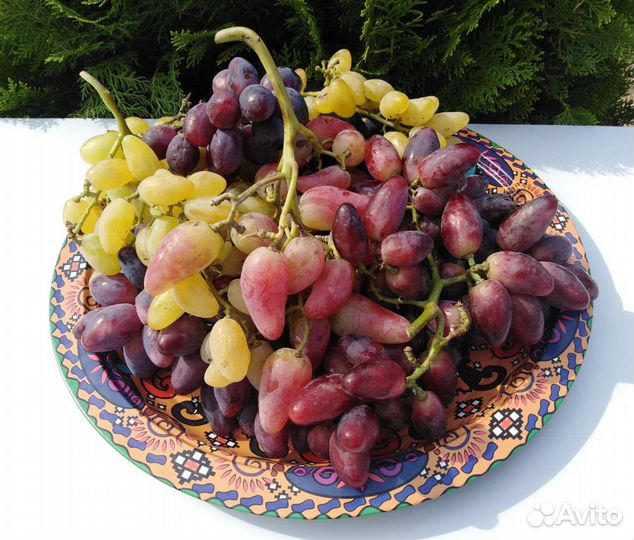 Саженцы винограда