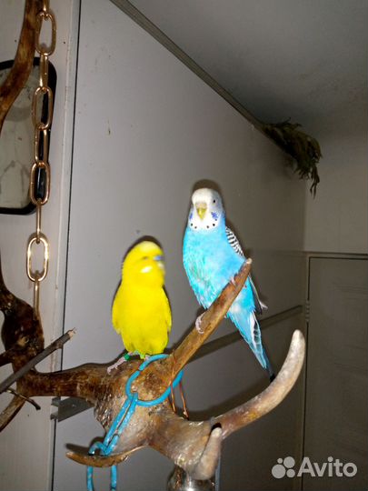 Пара волнистых попугаев