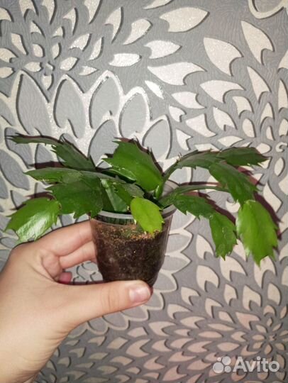 Декабрист шлюмбергера