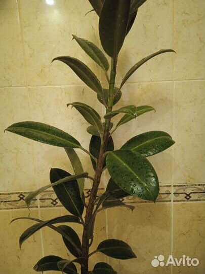Фикус мелани
