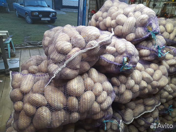 Продам картофель