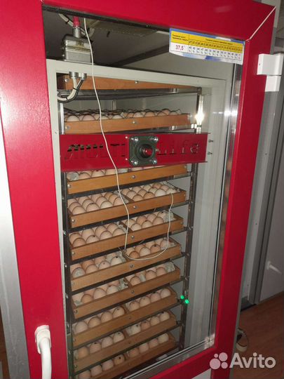 Цыпленок бройлера (Росс-308) Венгрия