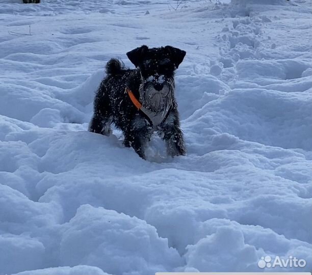 Цвергшнауцер вязка