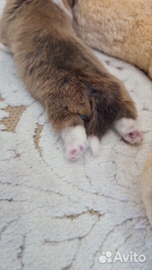 Щенки вельш-корги пемброк