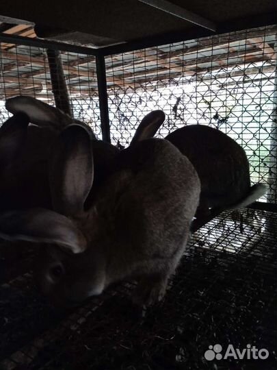 Кролики на мясо