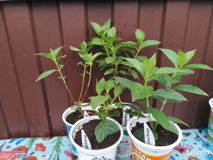 Гортензия метельчатая