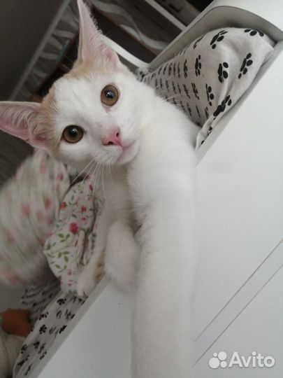 Котенек мальчик 4 месяца