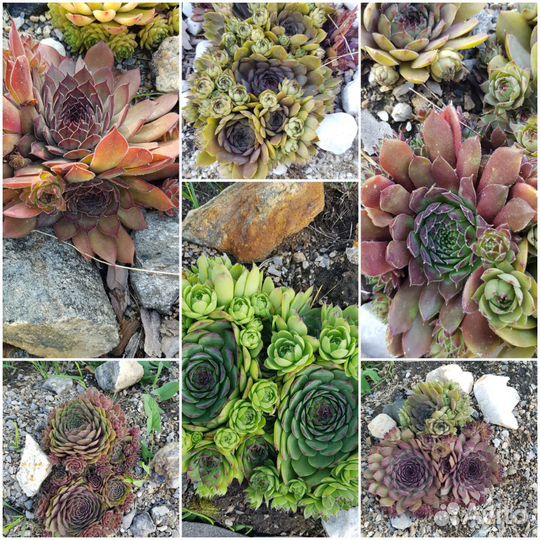 Молодило-каменная роза от