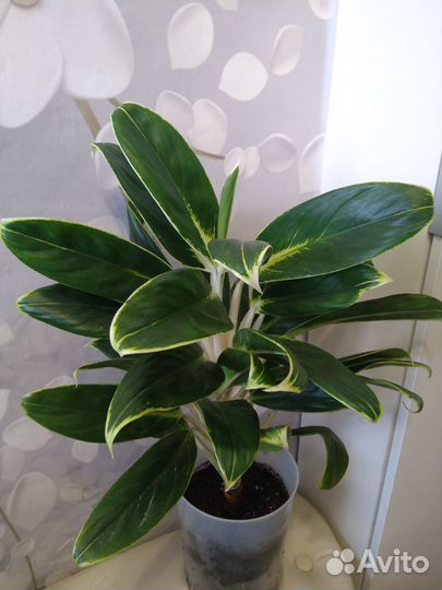 Аглаонема Йок Канхана