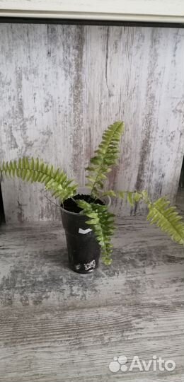 Папоротники комнатные Тигер