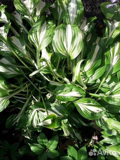 Предлагаю хосты