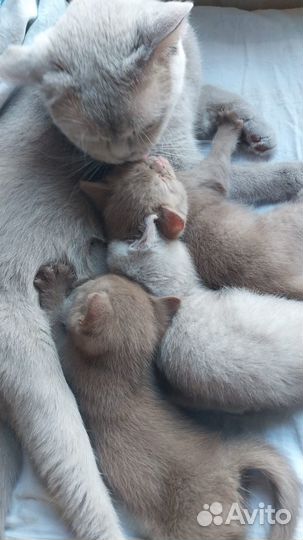 Британские котята