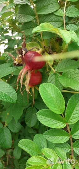 Роза морщинистая.1куст с корнем 200р