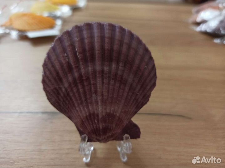 Морская раковина