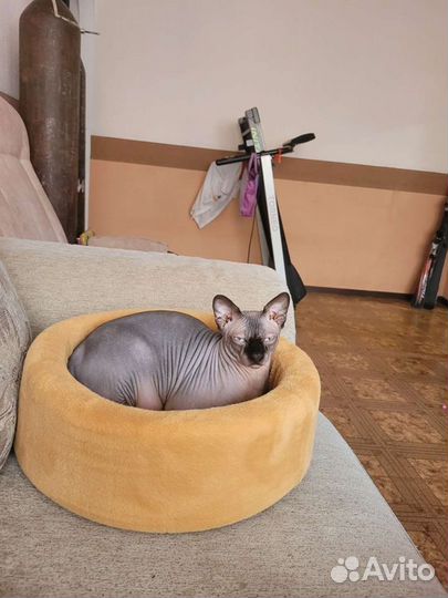 Лежанка для кошек бу