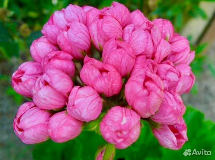 Пеларгонии