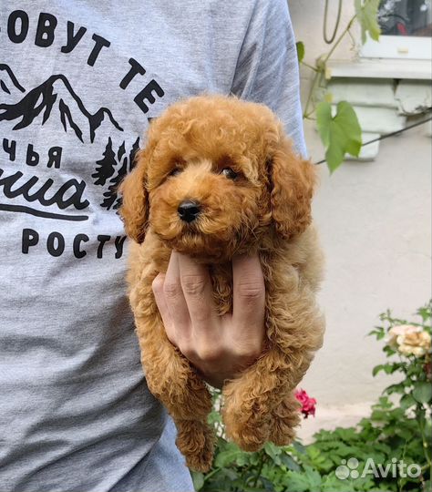 Миниатюрный пудель, от чемпиона