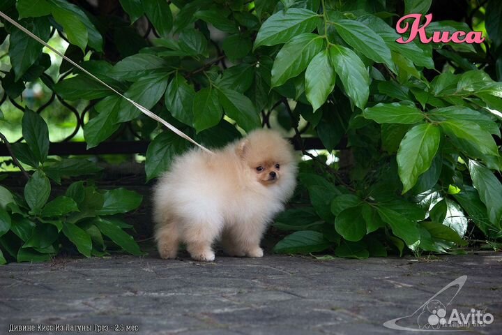 Мини девочка