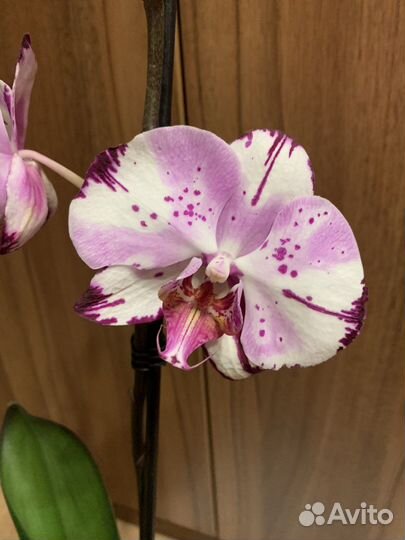 Орхидея