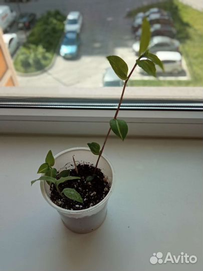 Любой цветок по одной цене