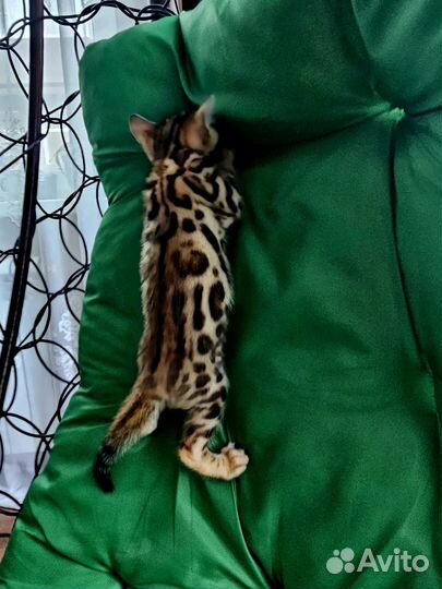 Бенгальские котята