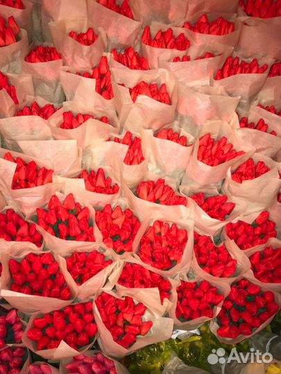 Луковицы тюльпанов