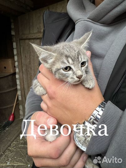 Котята в добрые руки даром