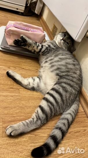 Кот 1 год