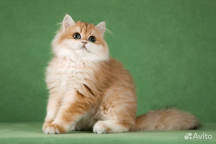 Британские длинношёрстные шиншиллы