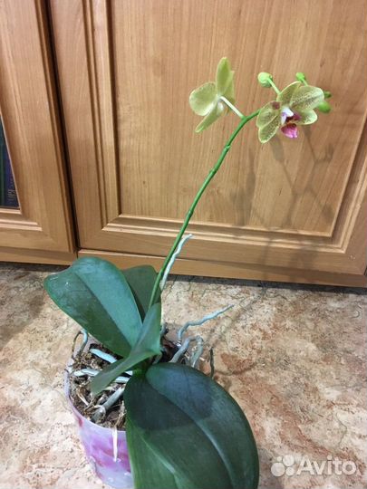 Орхидея Пульсация