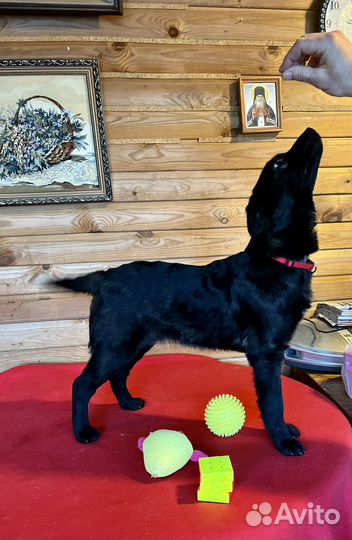 Щенок метис Веста в добрые руки 5 мес