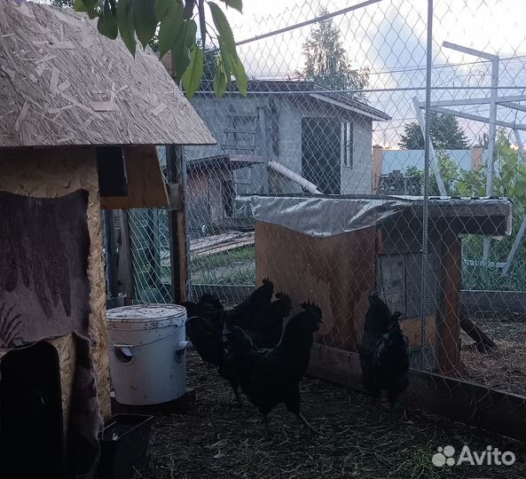 Петухи Ухейилюй на племя