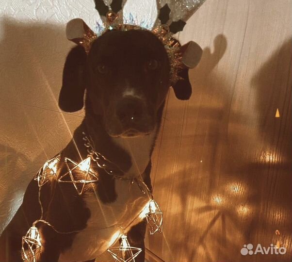 Собака в добрые руки