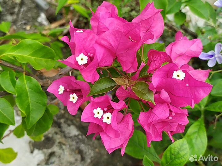 Калистегия махровая,клеродендрумы,бугенвилии