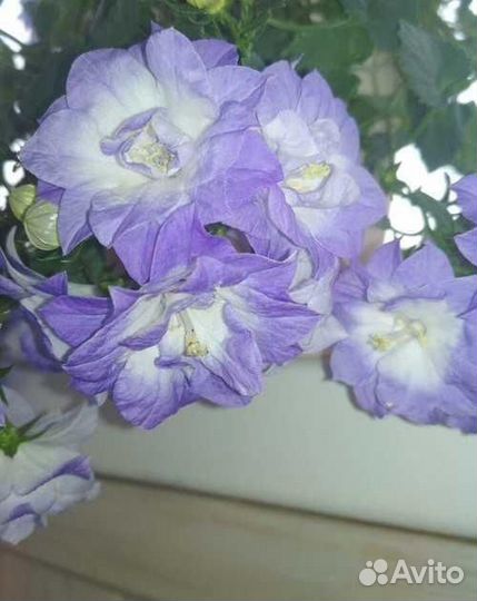 Кампанула махровая Dublin Bicolor